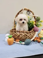 Volt (AKC), a male Poodle - Toy  for sale in Rainbow City, AL – Photo 2 of 10