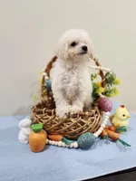 Volt (AKC), a male Poodle - Toy  for sale in Rainbow City, AL – Photo 6 of 10