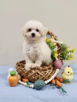 Volt (AKC), a male Poodle - Toy  for sale in Rainbow City, AL – Photo 7 of 10