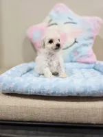 Volt (AKC), a male Poodle - Toy  for sale in Rainbow City, AL – Photo 6 of 10