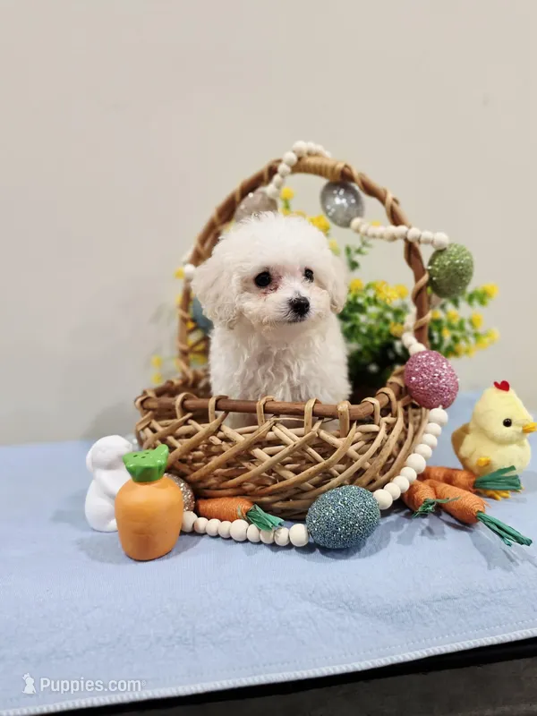 Volt (AKC) – Poodle - Toy  puppy for sale in Rainbow City, AL