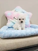 Volt (AKC), a male Poodle - Toy  for sale in Rainbow City, AL – Photo 9 of 10