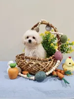 Volt (AKC), a male Poodle - Toy  for sale in Rainbow City, AL – Photo 5 of 10