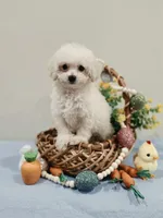 Volt (AKC), a male Poodle - Toy  for sale in Rainbow City, AL – Photo 10 of 10