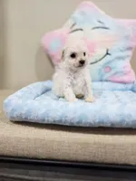 Volt (AKC), a male Poodle - Toy  for sale in Rainbow City, AL – Photo 7 of 10