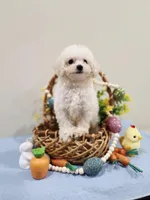 Volt (AKC), a male Poodle - Toy  for sale in Rainbow City, AL – Photo 9 of 10