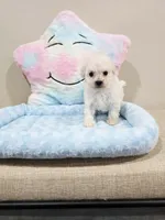 Volt (AKC), a male Poodle - Toy  for sale in Rainbow City, AL – Photo 8 of 10