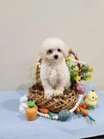 Volt (AKC), a male Poodle - Toy  for sale in Rainbow City, AL – Photo 8 of 10