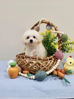 Volt (AKC), a male Poodle - Toy  for sale in Rainbow City, AL – Photo 4 of 10