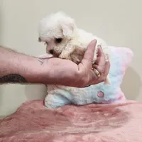 Venus (AKC(, a female Poodle - Toy  for sale in Rainbow City, AL – Photo 9 of 10