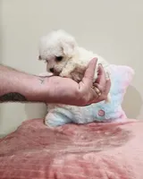 Venus (AKC(, a female Poodle - Toy  for sale in Rainbow City, AL – Photo 9 of 10