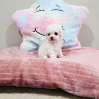 Venus (AKC(, a female Poodle - Toy  for sale in Rainbow City, AL – Photo 5 of 10