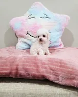 Venus (AKC(, a female Poodle - Toy  for sale in Rainbow City, AL – Photo 5 of 10