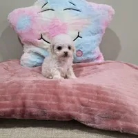 Venus (AKC(, a female Poodle - Toy  for sale in Rainbow City, AL – Photo 4 of 10