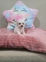 Venus (AKC(, a female Poodle - Toy  for sale in Rainbow City, AL – Photo 4 of 10