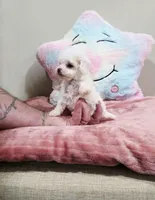 Venus (AKC(, a female Poodle - Toy  for sale in Rainbow City, AL – Photo 1 of 10