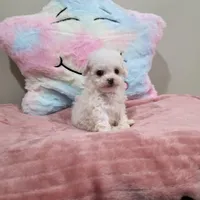 Venus (AKC(, a female Poodle - Toy  for sale in Rainbow City, AL – Photo 3 of 10