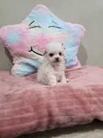 Venus (AKC(, a female Poodle - Toy  for sale in Rainbow City, AL – Photo 3 of 10