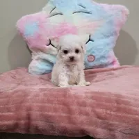 Venus (AKC(, a female Poodle - Toy  for sale in Rainbow City, AL – Photo 2 of 10