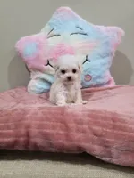 Venus (AKC(, a female Poodle - Toy  for sale in Rainbow City, AL – Photo 2 of 10