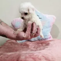 Venus (AKC(, a female Poodle - Toy  for sale in Rainbow City, AL – Photo 7 of 10