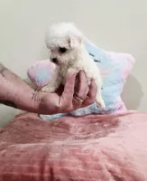 Venus (AKC(, a female Poodle - Toy  for sale in Rainbow City, AL – Photo 7 of 10