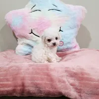 Venus (AKC(, a female Poodle - Toy  for sale in Rainbow City, AL – Photo 6 of 10