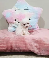 Venus (AKC(, a female Poodle - Toy  for sale in Rainbow City, AL – Photo 6 of 10