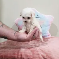 Venus (AKC(, a female Poodle - Toy  for sale in Rainbow City, AL – Photo 8 of 10