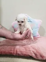 Venus (AKC(, a female Poodle - Toy  for sale in Rainbow City, AL – Photo 8 of 10