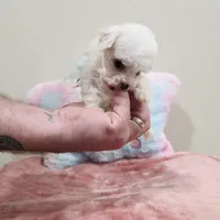 Venus (AKC(, a female Poodle - Toy  for sale in Rainbow City, AL – Photo 10 of 10