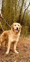 Daisy , a female Golden Retriever for sale in Rainbow City, AL – Photo 1 of 10