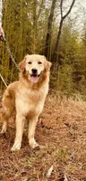 Daisy , a female Golden Retriever for sale in Rainbow City, AL – Photo 2 of 10