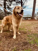 Daisy , a female Golden Retriever for sale in Rainbow City, AL – Photo 10 of 10