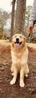 Daisy , a female Golden Retriever for sale in Rainbow City, AL – Photo 6 of 10