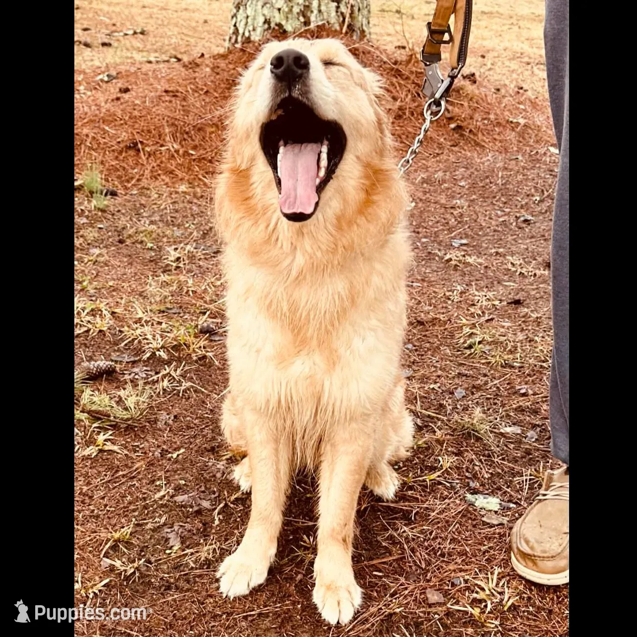 Daisy , a female Golden Retriever for sale in Rainbow City, AL – Photo 7 of 10