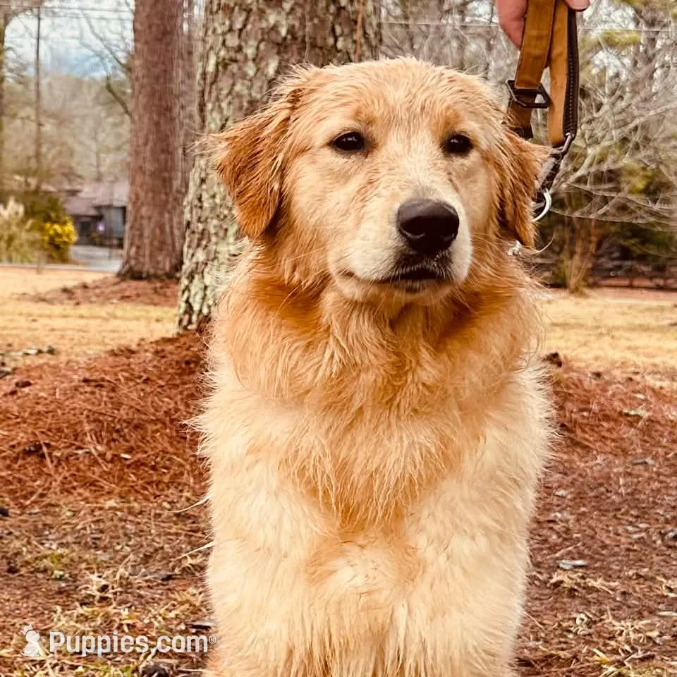 Daisy , a female Golden Retriever for sale in Rainbow City, AL – Photo 8 of 10