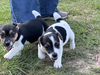 Flying F Maggie , a female Jack Russell Terrier for sale in Winnsboro, TX – 5 of 7