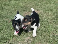 Flying F Ecko, a male Parson Russell Terrier for sale in Winnsboro, TX – 8 of 10