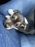 Flying F Ecko, a male Parson Russell Terrier for sale in Winnsboro, TX – 5 of 10