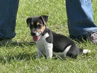 Flying F Ecko, a male Parson Russell Terrier for sale in Winnsboro, TX – 7 of 10