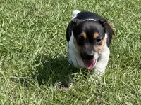 Flying F Ecko, a male Parson Russell Terrier for sale in Winnsboro, TX – 9 of 10