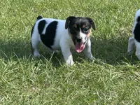 Flying F Trooper , a male Jack Russell Terrier for sale in Winnsboro, TX – 4 of 7