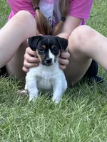 Flying F Trooper , a male Jack Russell Terrier for sale in Winnsboro, TX – 2 of 7