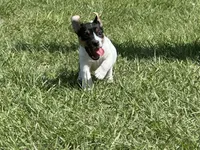 Flying F Trooper , a male Jack Russell Terrier for sale in Winnsboro, TX – 7 of 7