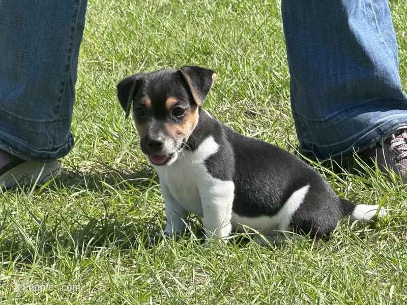 Flying F Ecko – Parson Russell Terrier puppy for sale in Winnsboro, TX