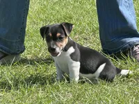 Flying F Ecko, a male Parson Russell Terrier for sale in Winnsboro, TX – 1 of 10