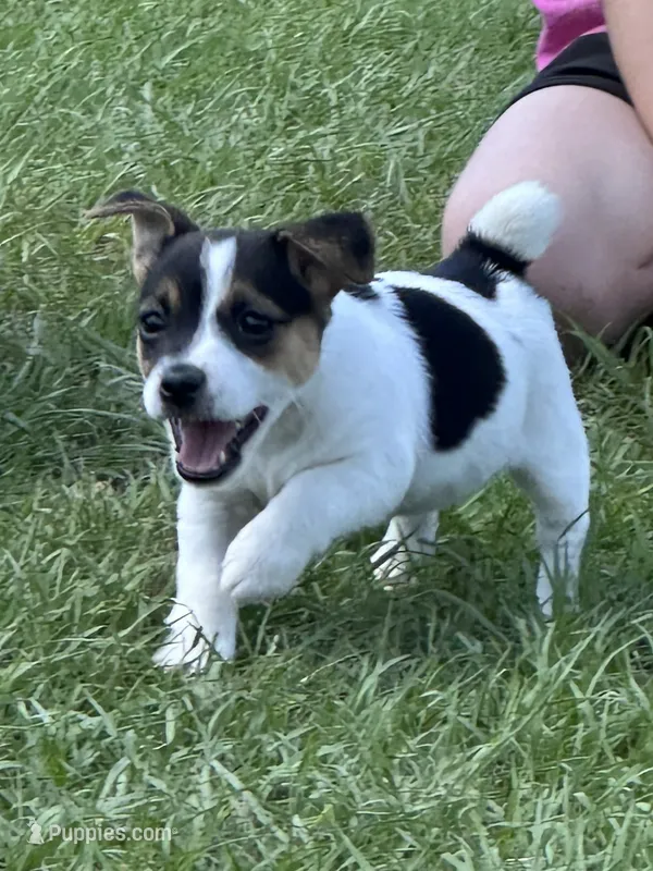 Flying F Maggie  – Jack Russell Terrier puppy for sale in Winnsboro, TX