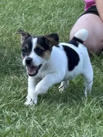 Flying F Maggie , a female Jack Russell Terrier for sale in Winnsboro, TX – 1 of 7