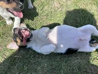 Flying F Trooper , a male Jack Russell Terrier for sale in Winnsboro, TX – 6 of 7